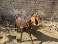 Ешкі, Nubian Goat — 3-сурет