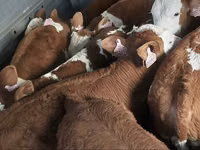 公牛, Simmental cattle — 照片 1