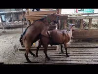 تيس, الماعز — الصورة 1