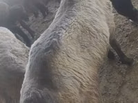 Schafe (Partie, Geschlecht nicht angegeben), Schafe — Foto 1