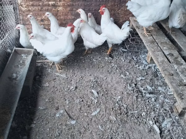 Leghorn