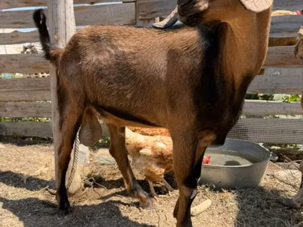 母山羊, Nubian Goat — 哈萨克斯坦