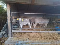公牛, Cattle — 照片 3