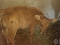 Rinder (Partie, Geschlecht nicht angegeben), Rinder — Foto 3