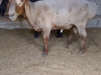 كبش, الأغنام — الصورة 1