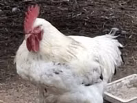 Chickens — الصورة 2