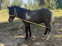 Stute, Australian Pony — Foto 2