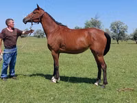 Toychoq, Arabian horse — 2-rasm