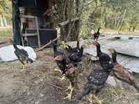 Chickens — photo 1