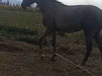 Caballo, Thoroughbred horse — foto 4