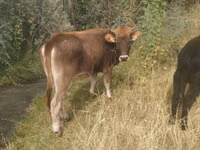 公牛, Cattle — 照片 1