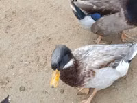 Ducks — 1-rasm