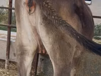 母牛, Swiss cattle — 照片 3