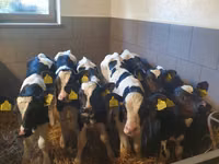 सांड, Russian Black pied cattle — फ़ोटो 2