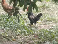 Japanisches Bantam — Foto 3