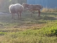 Widder, Rhon sheep — Foto 7