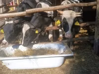 Bulle, Holstein-Rasse — Foto 6