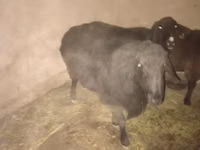 Қошқар, Hissar sheep — 1-сурет