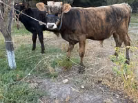 Bull, Cattle — photo 7