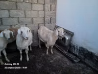 Ziegenbock, Ziegen — Foto 7