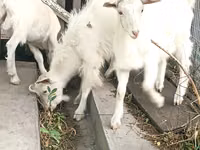 母山羊, Saanen goat — 照片 5