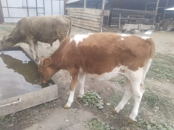 गाय, Simmental cattle — कज़ाखस्तान