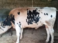 Bulle, Russian Black pied cattle — Foto 1