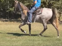 Caballo, Rocky Mountain Horse — foto 2