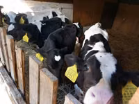 Bulle, Russian Black pied cattle — Foto 2
