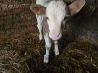 Bulle, Simmental cattle — Foto 4