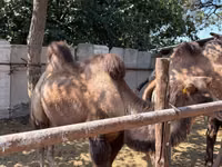 Camels (batch, sex not specified), Camels — photo 1