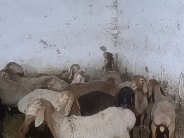 كبش, Arashan sheep