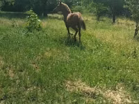فرس, الخيول — الصورة 3