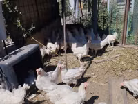 Chickens — الصورة 3