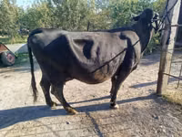 Vaca, Aberdeen-Angus — foto 3