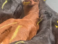 Rinder (Partie, Geschlecht nicht angegeben), Simmental cattle — Foto 3