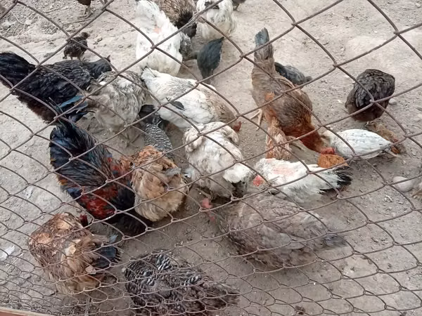 Chickens — Kirgisistan