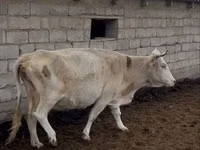 بقرة, Latvian Blue cattle — الصورة 2