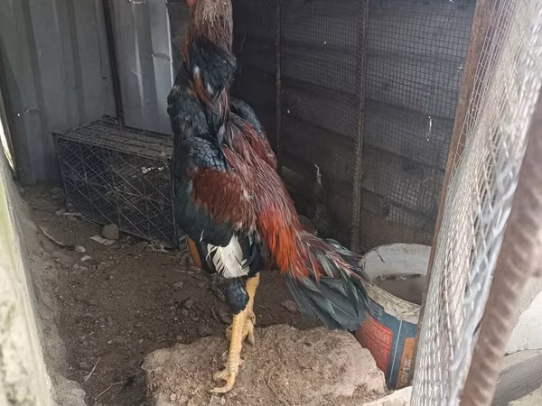 Chickens