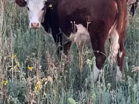 गाय, Swiss cattle — फ़ोटो 1