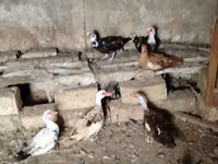 Ducks — Foto 2
