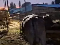 公牛, Swiss cattle — 照片 2