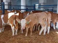 Bulle, Simmental cattle — Foto 2