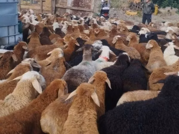 Ram, Sheep
