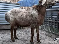Widder, Arashan sheep — Foto 1