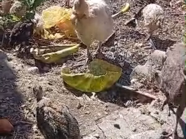 Turkeys — Kirgisistan
