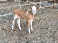गाय, Simmental cattle — फ़ोटो 4