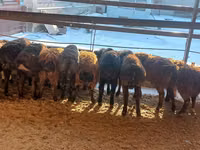 Ram, Sheep — photo 5