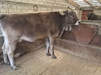 母牛, Swiss cattle — 照片 7