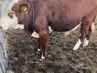 Rinder (Partie, Geschlecht nicht angegeben), Simmental cattle — Foto 3